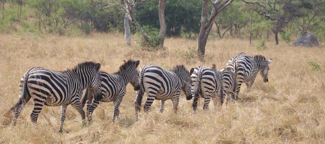 What is the Best Time to Visit for a Wildlife Tour in East Africa?