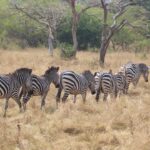 What is the Best Time to Visit for a Wildlife Tour in East Africa?