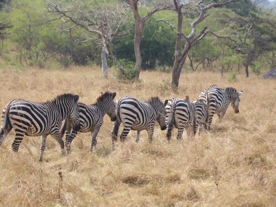 What is the Best Time to Visit for a Wildlife Tour in East Africa?