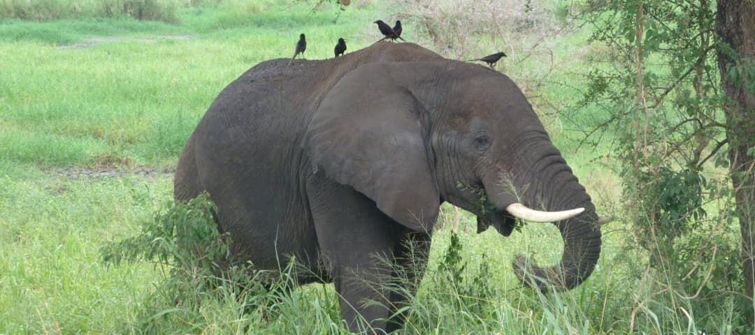 What is the Best Time to Visit for a Wildlife Tour in East Africa?