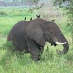 What is the Best Time to Visit for a Wildlife Tour in East Africa?