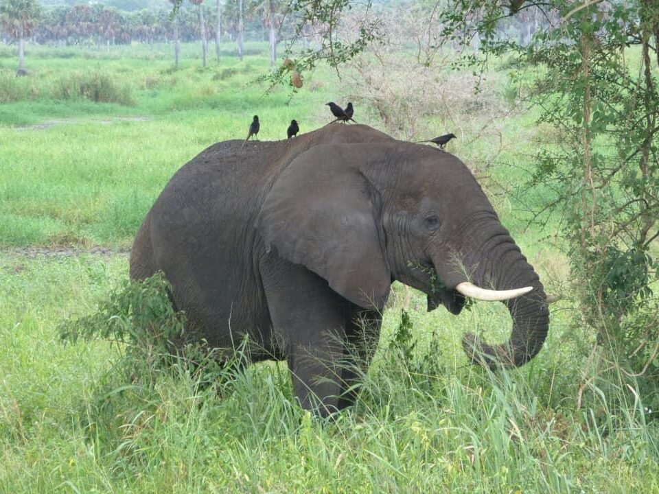What is the Best Time to Visit for a Wildlife Tour in East Africa?