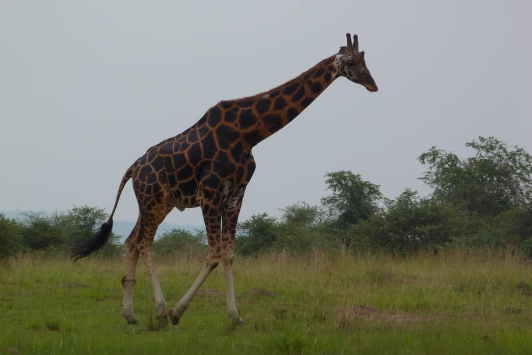 Akagera National Park Entrance Fees