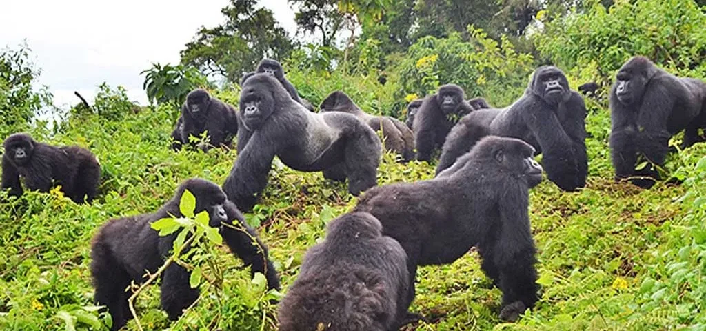 Are Rwanda Gorilla Treks Safe for Tourists?