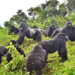 Are Rwanda Gorilla Treks Safe for Tourists?