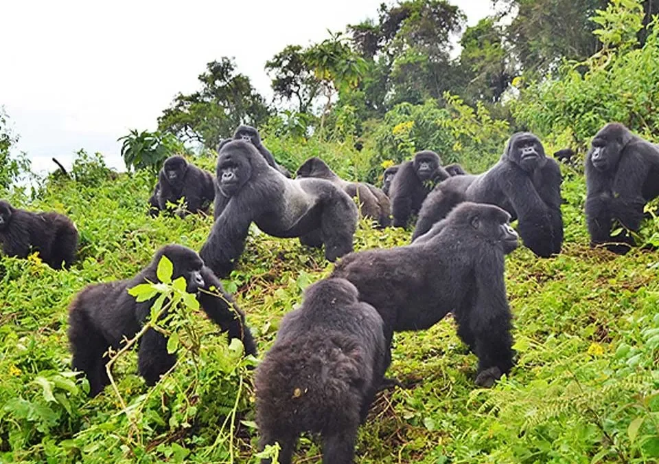 Are Rwanda Gorilla Treks Safe for Tourists?
