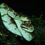 Are There Dangerous Animals in the Volcanoes National Park?