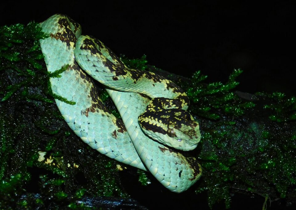 Are There Dangerous Animals in the Volcanoes National Park?