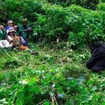 How Much Does a Gorilla Trekking Permit Cost in Rwanda?