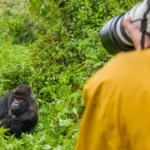 Can I Share My Rwanda Gorilla Photos on social media?