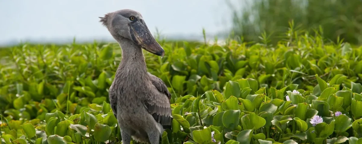 Best Birding Spots in Uganda