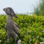 Best Birding Spots in Uganda