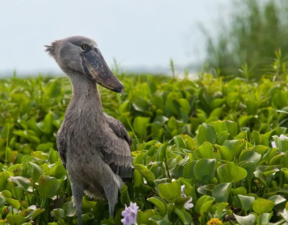Best Birding Spots in Uganda