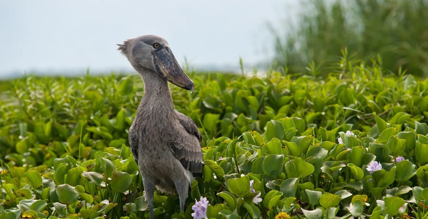 Best Birding Spots in Uganda