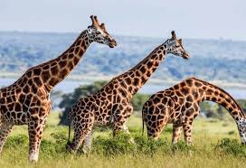 Where to Spot Giraffes in Uganda