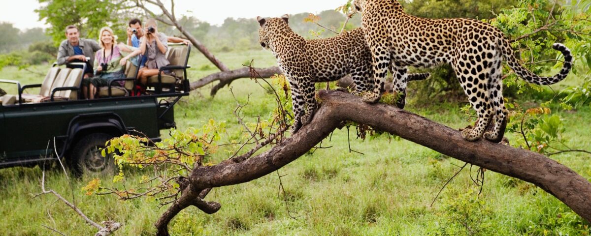 What is the Most Famous Wildlife on South Africa Tour Safari?