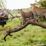 What is the Most Famous Wildlife on South Africa Tour Safari?