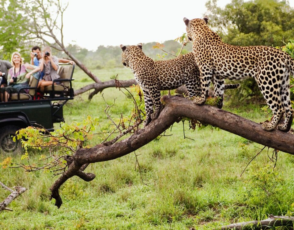 What is the Most Famous Wildlife on South Africa Tour Safari?