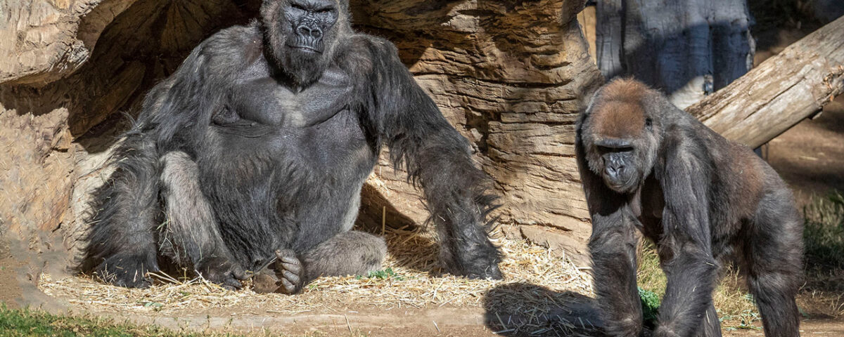 What is the COVID-19 Policy for Rwanda Gorilla Trekking?