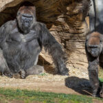 What is the COVID-19 Policy for Rwanda Gorilla Trekking?