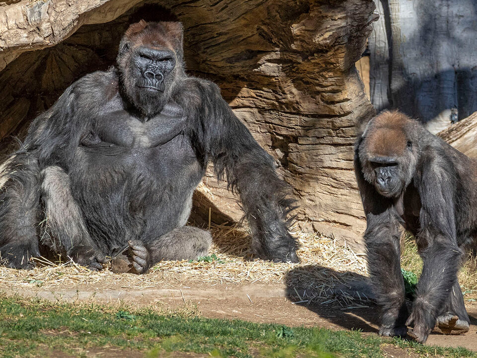 What is the COVID-19 Policy for Rwanda Gorilla Trekking?
