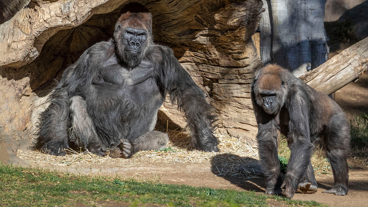 Is Gorilla Trekking in Rwanda Worth the Cost?
