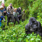 What is Gorilla Trekking in Rwanda?