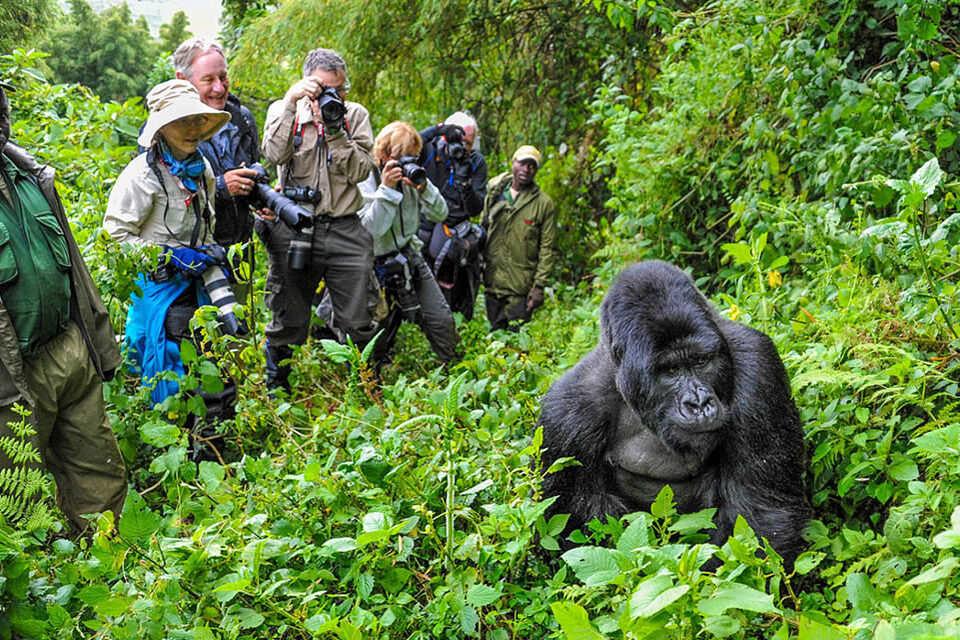 What is Gorilla Trekking in Rwanda?