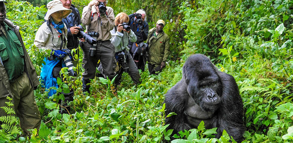 What is Gorilla Trekking in Rwanda?