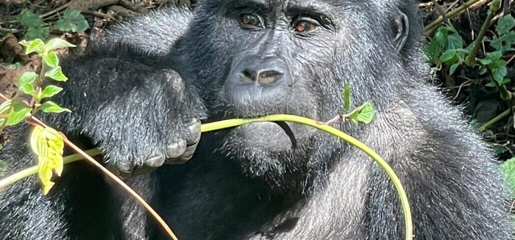 What Happens if I Get Sick on the Rwanda Gorilla Trekking Day?