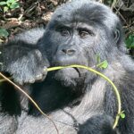 What Happens if I Get Sick on the Rwanda Gorilla Trekking Day?