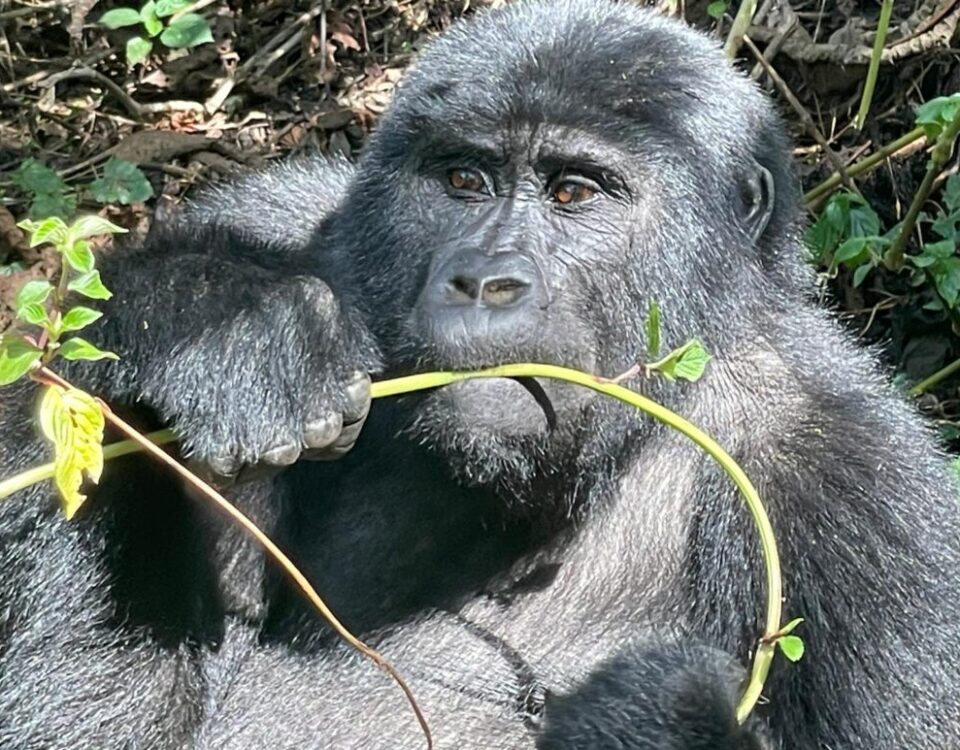 What Happens if I Get Sick on the Rwanda Gorilla Trekking Day?