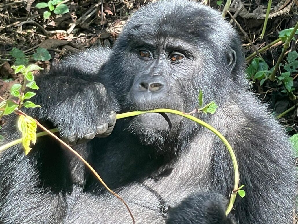 Honeymoon Gorilla Trekking and Wildlife Tour in Rwanda