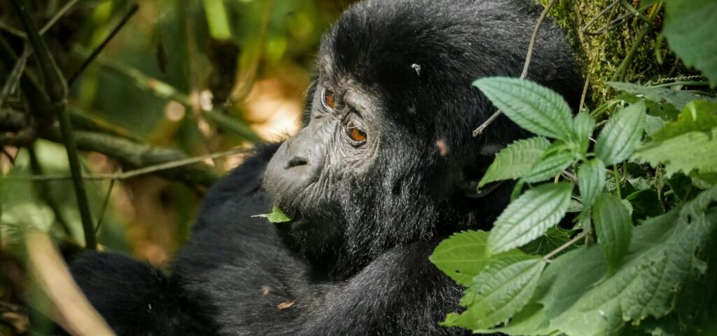 What Happens if I Get Sick on the Rwanda Gorilla Trekking Day?