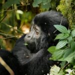 What Happens if I Get Sick on the Rwanda Gorilla Trekking Day?