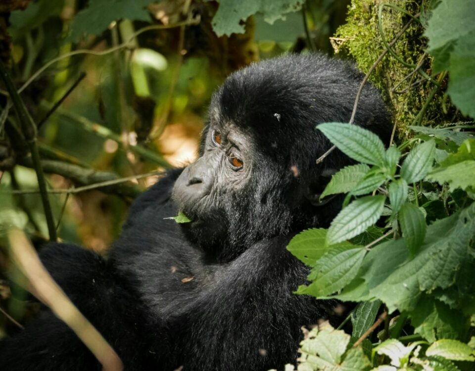 What Happens if I Get Sick on the Rwanda Gorilla Trekking Day?