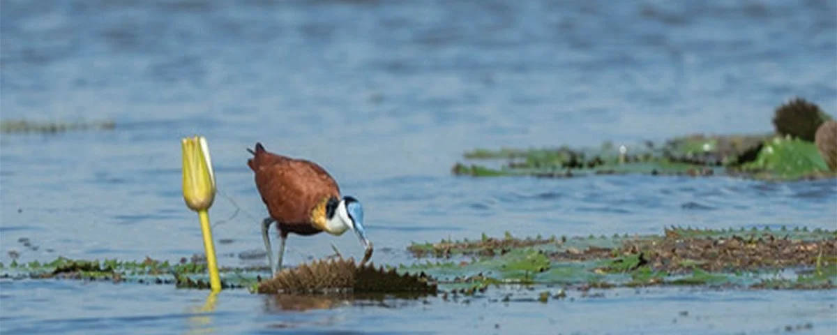 Exploring Remote Islands and Wetlands on a Uganda Birdwatching