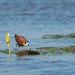 Exploring Remote Islands and Wetlands on a Uganda Birdwatching