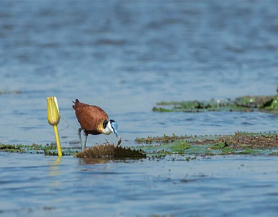 Exploring Remote Islands and Wetlands on a Uganda Birdwatching