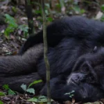 How to Plan a Gorilla and Chimpanzee Trek in Uganda