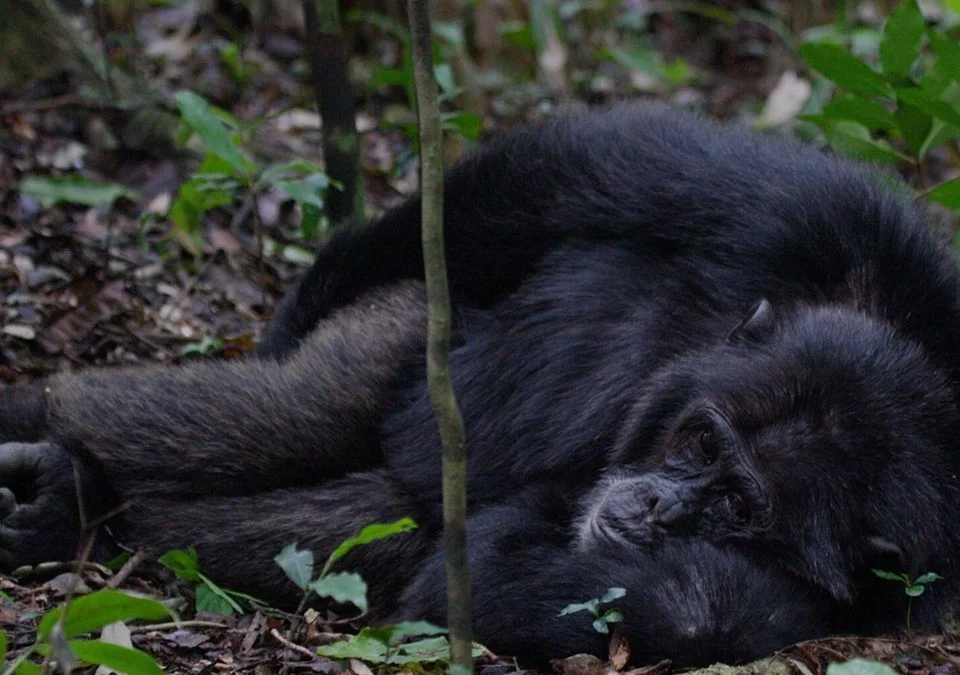 How to Plan a Gorilla and Chimpanzee Trek in Uganda