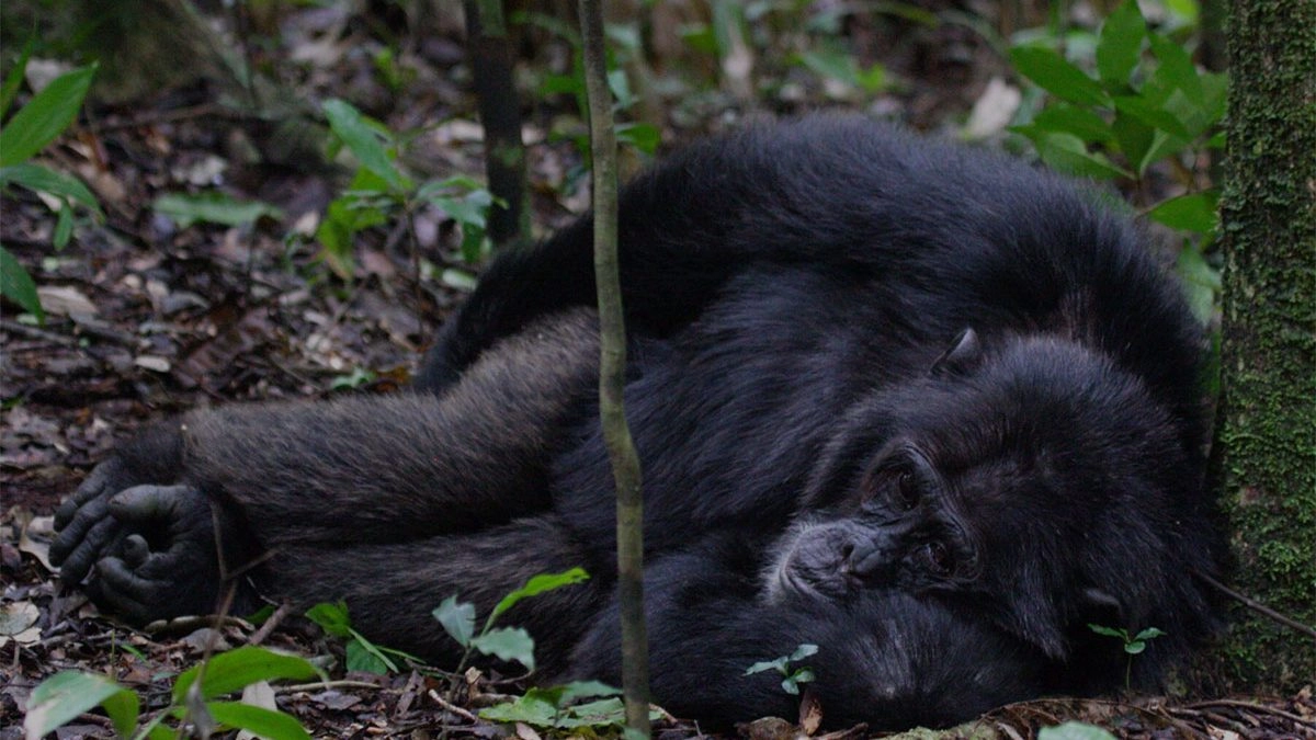 How to Plan a Gorilla and Chimpanzee Trek in Uganda