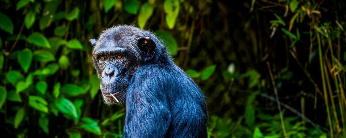 Chimpanzee Trekking in Kibale Forest National Park