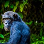 Chimpanzee Trekking in Kibale Forest National Park