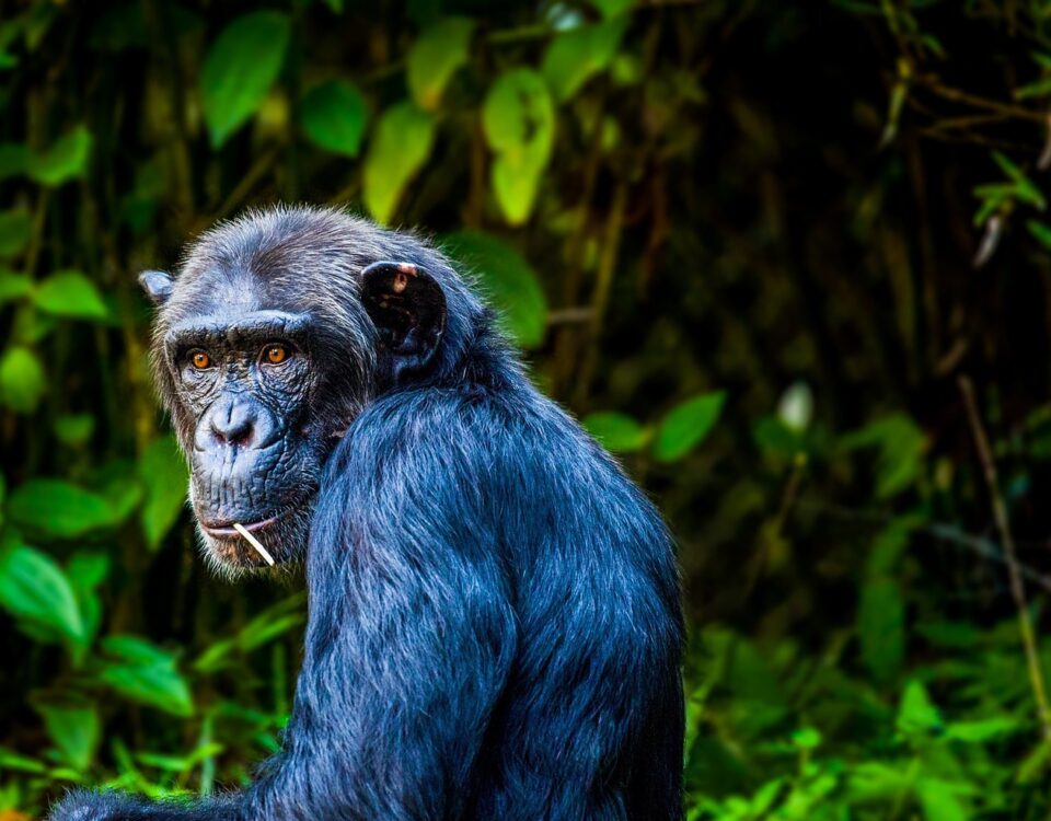 Chimpanzee Trekking in Kibale Forest National Park