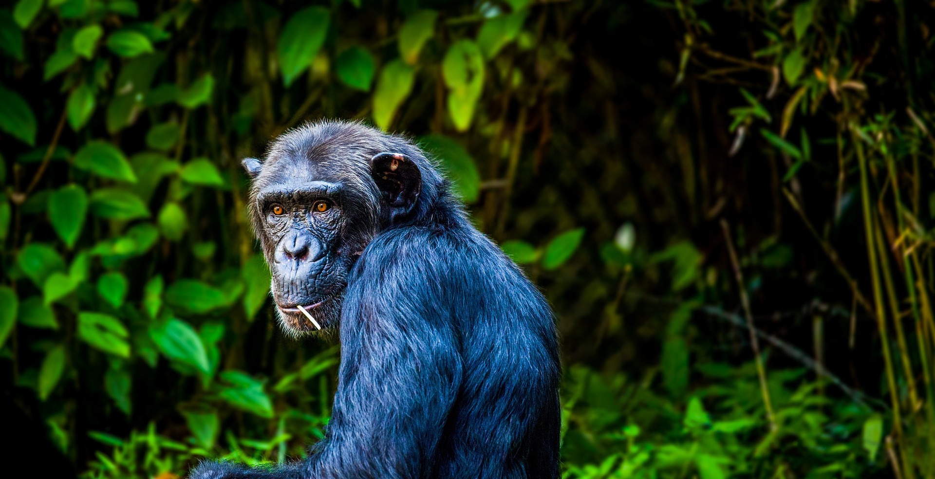 Chimpanzee Trekking in Kibale Forest National Park