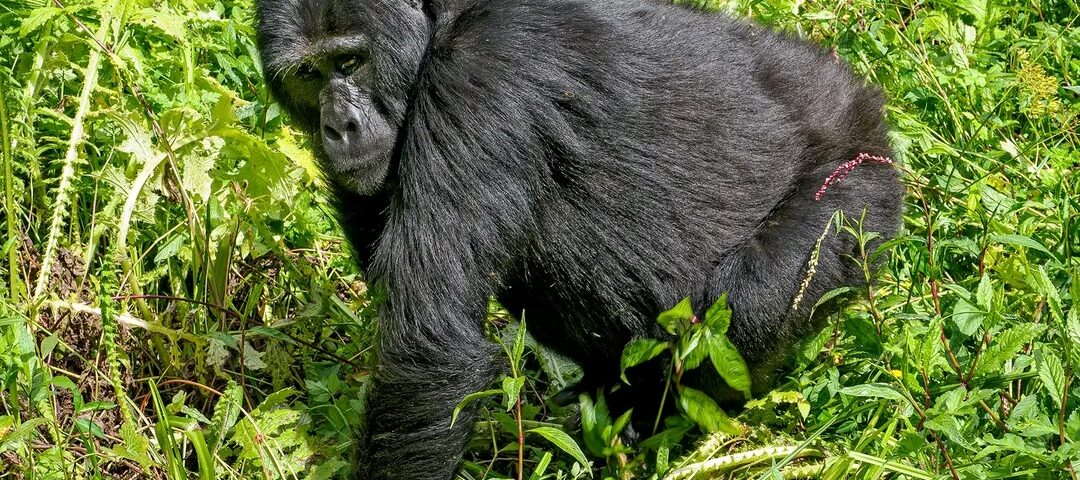 Asked Questions about Mgahinga National Park in Uganda