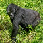 Asked Questions about Mgahinga National Park in Uganda