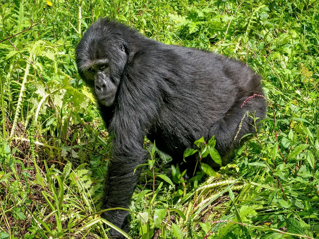 Asked Questions about Mgahinga National Park in Uganda