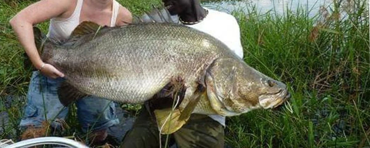 Nile Perch Fishing in Murchison Falls